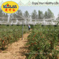 Ninharia Especialidade Ningxia Secas Wolfberry